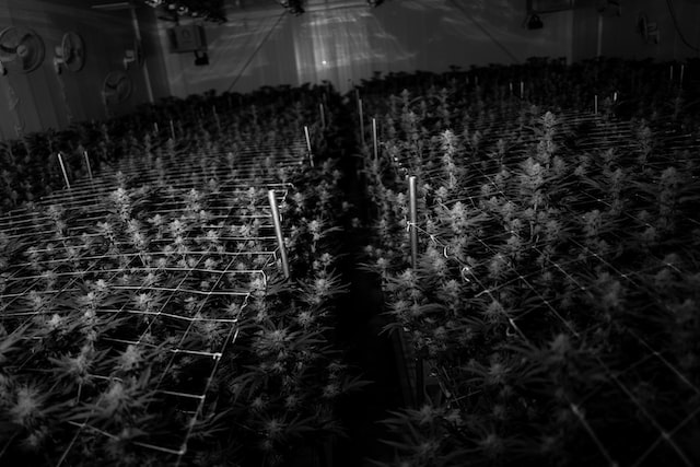 How to Implement CO2 to your Grow